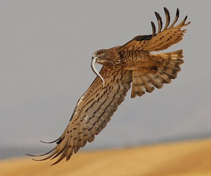 Сар (Могойч загалай, Лусч сар)